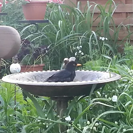 Gaestehaus Schmidt * בולטנהאגן