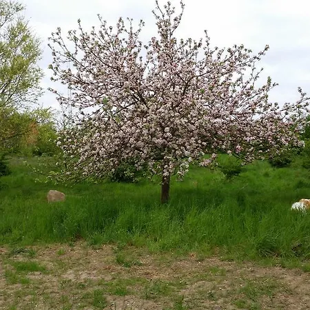 Gaestehaus Schmidt * בולטנהאגן